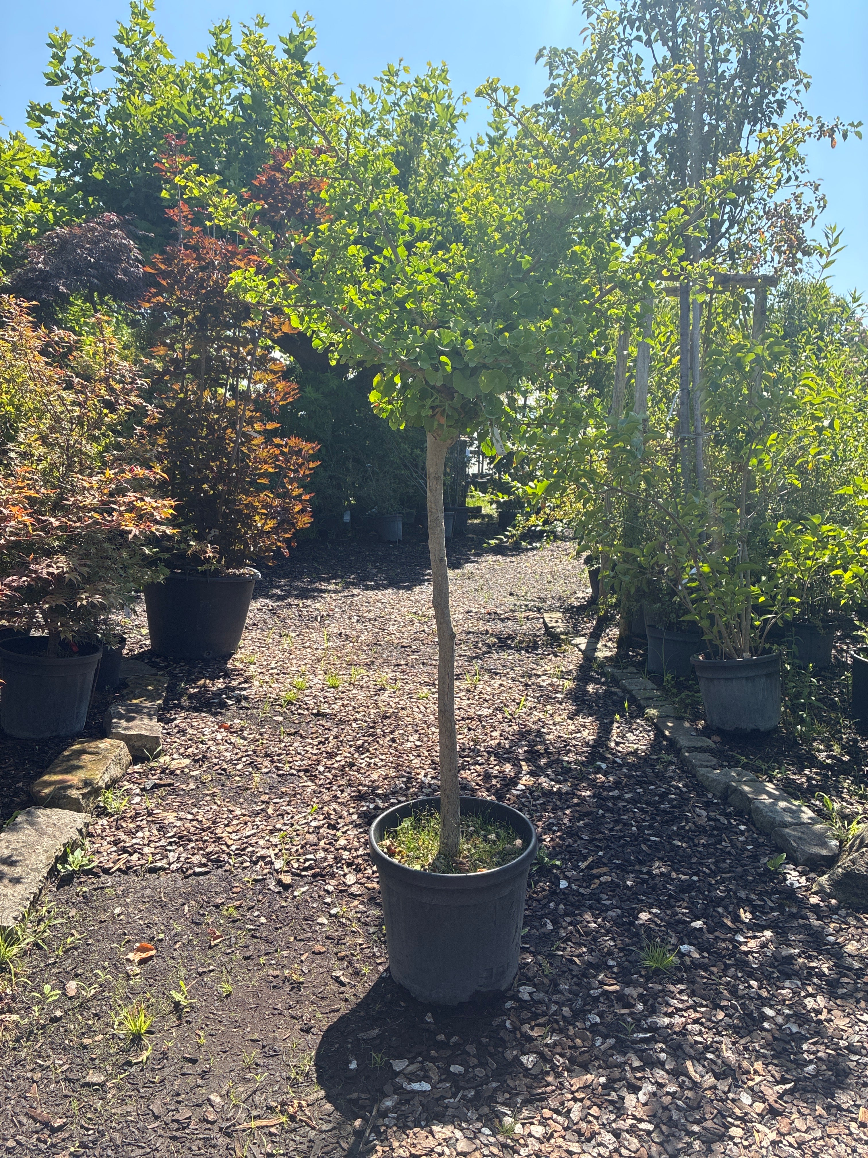 Fächerblattbaum 'Mariken' / Ginkgo biloba 'Mariken'